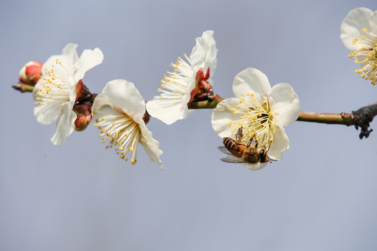 蜜蜂采蜜