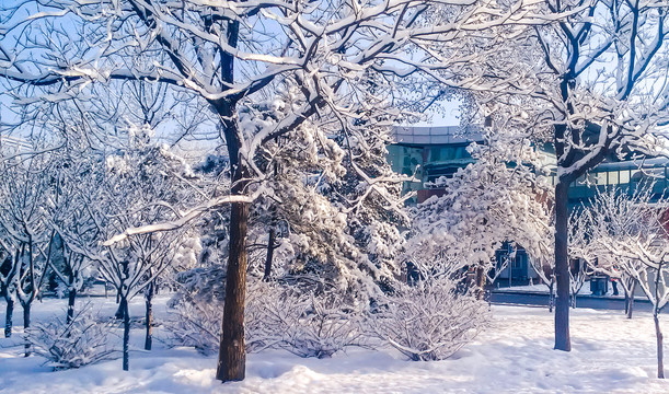 冬季雪松