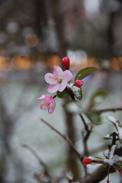 雪中樱花