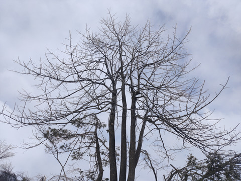 冬天枯树枝