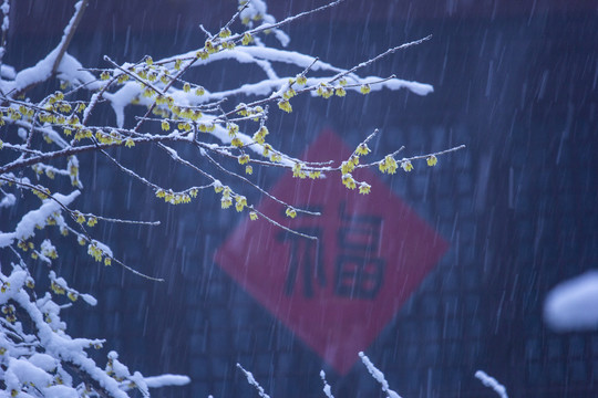 冬天福字与雪
