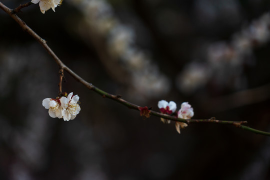 白梅花开