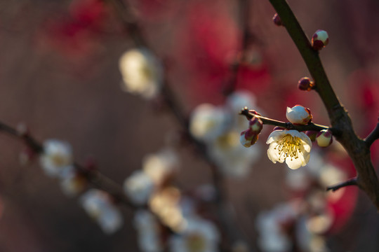 白梅花开