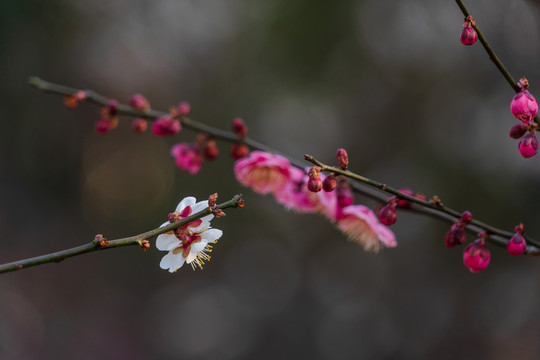 梅花开