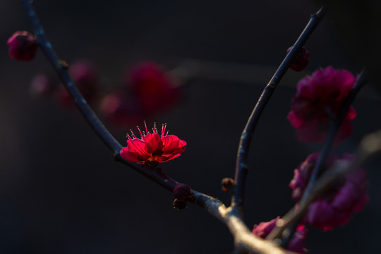 红梅花开