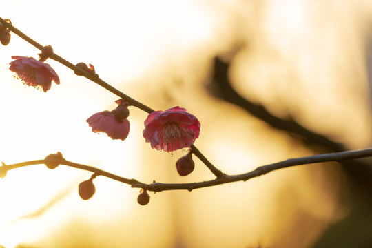 红梅花开