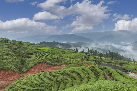 高山沟壑云雾缭绕茶山风光