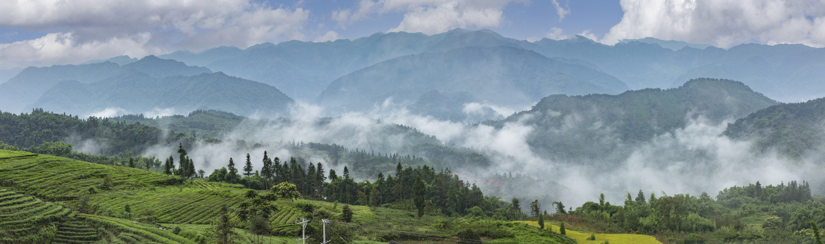 高山沟壑云雾缭绕茶山风光