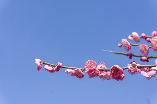 春季盛开的梅花背景