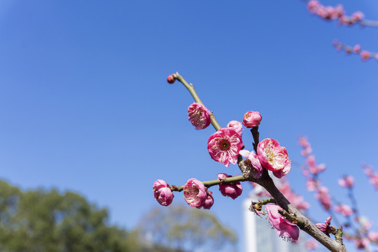 春季盛开的梅花