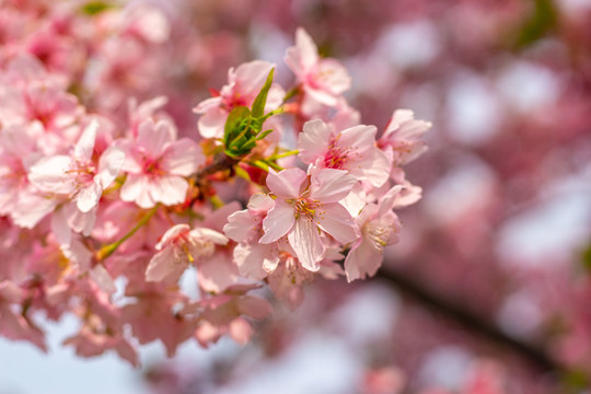 樱花