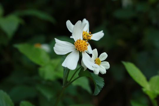 鬼针草白花