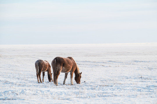 冬季草原雪原两匹马