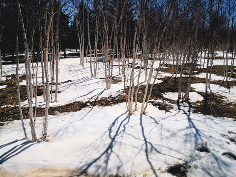 春季树林白桦树