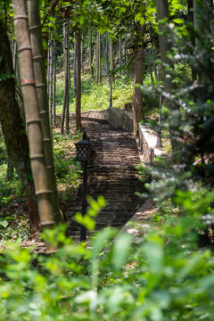 竹林石头阶梯路