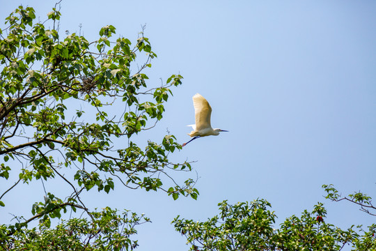 展翅高飞的白鹭鸟