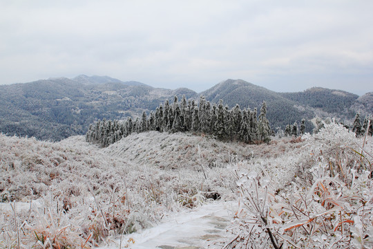 雪景