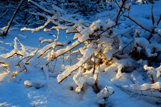 晨光白雪小树