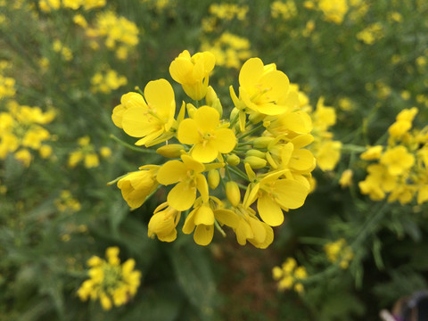 油菜花