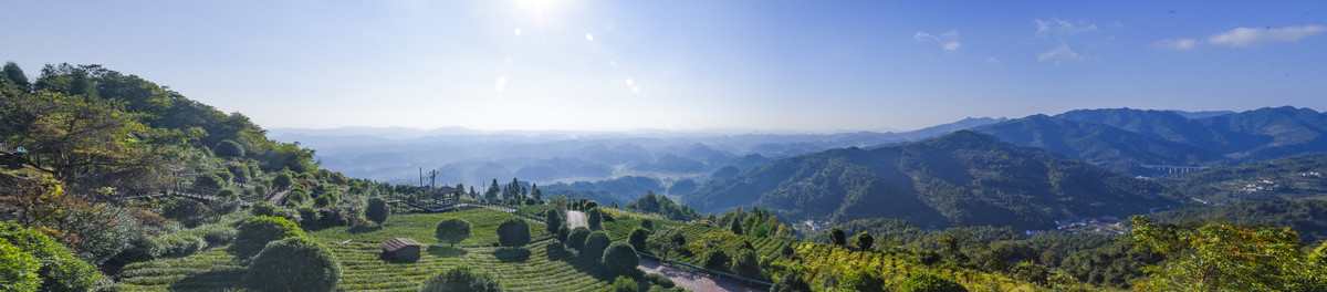 湄潭万亩茶山风光