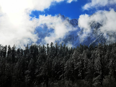 高山森林