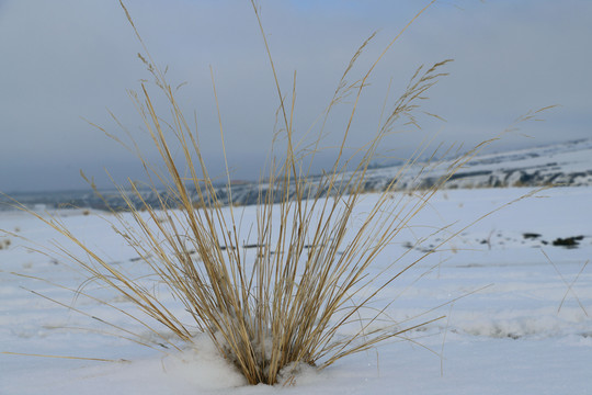 雪原中的芨芨草