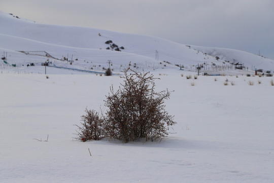 雪原中的骆驼刺