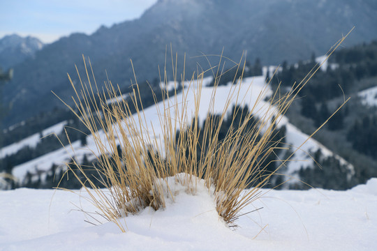 雪原中的芨芨草