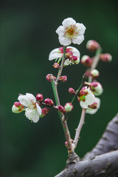 白梅花