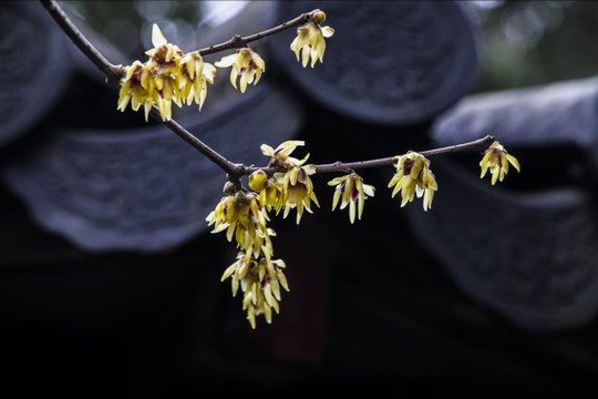 腊梅花开