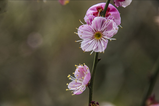 梅花