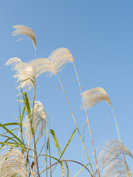芦苇