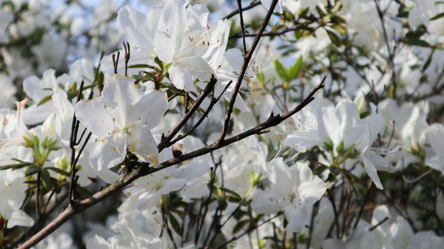 白花杜鹃