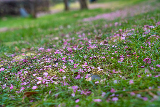 梅花花瓣草地