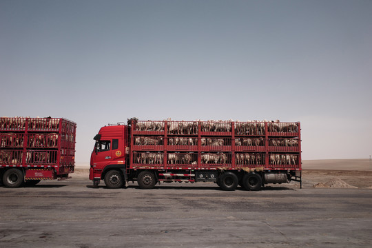 公路卡车牲畜运输