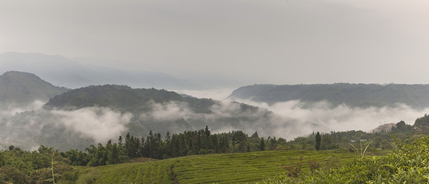 云雾缭绕高山沟壑茶山风光