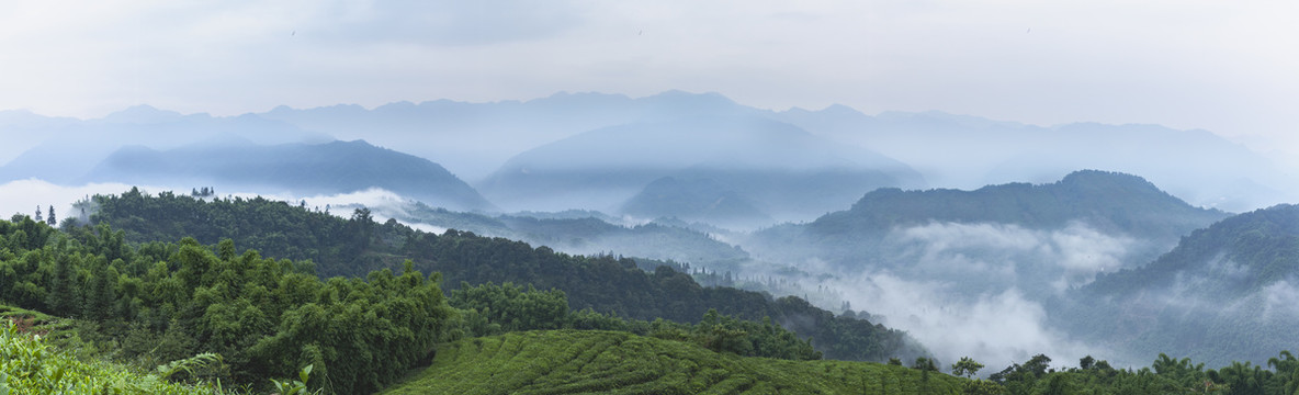 云雾缭绕高山沟壑茶山风光