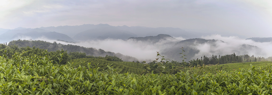 云雾缭绕高山沟壑茶山风光