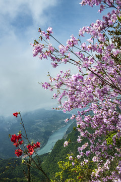 长江两岸盛开映山红