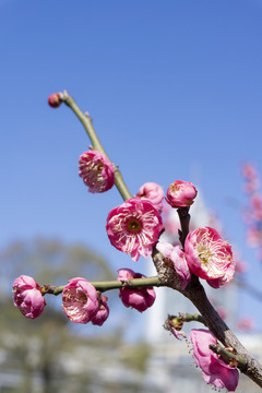 春季盛开的梅花