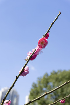 春季盛开的梅花