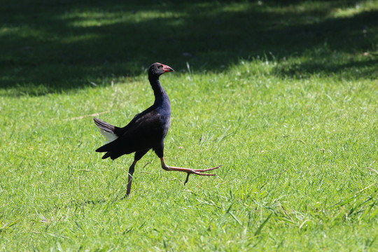 新西兰黑水鸡