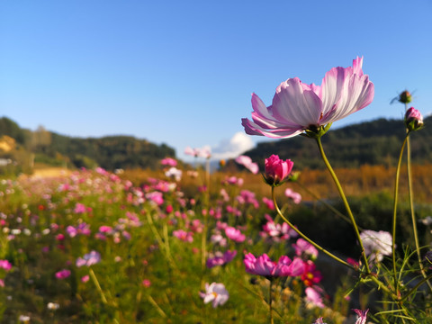 波斯菊