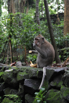 巴厘岛野生猴子