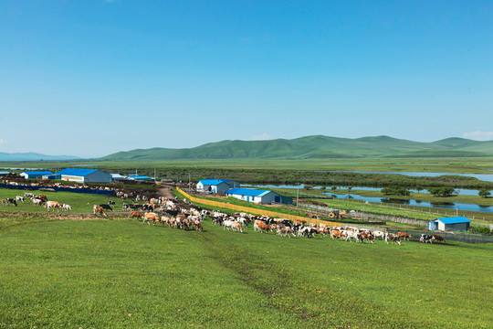 中俄边境乡村牛群养殖