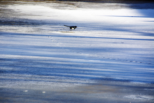 喜鹊行走在冬日冰封的湖面