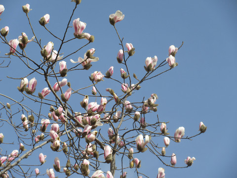 繁花似锦