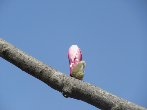 春暖花开