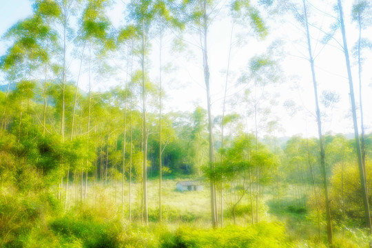 盛夏