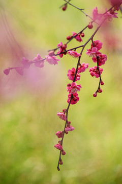 梅花枝